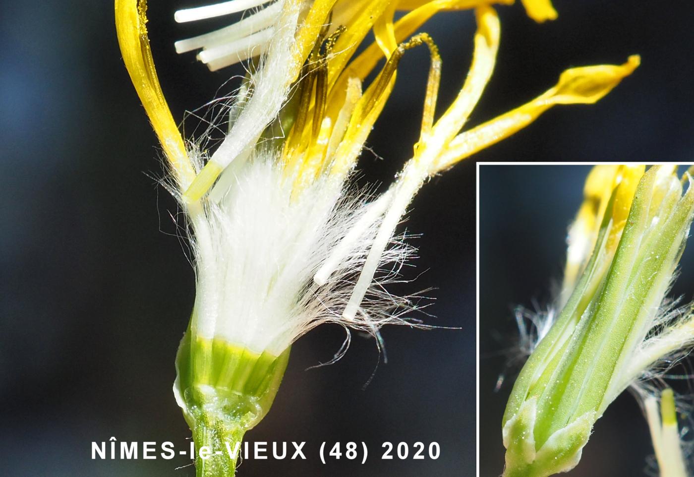 Hawk's-beard, Small-flowered fruit